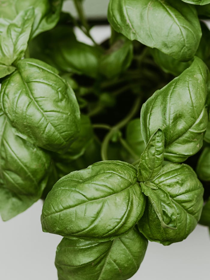 Pasta & Pizza Night Planter image