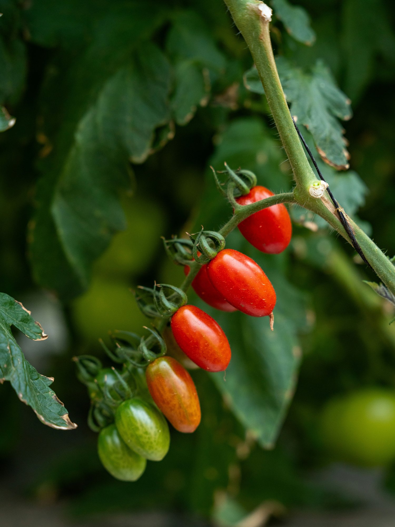 grape tomatoes