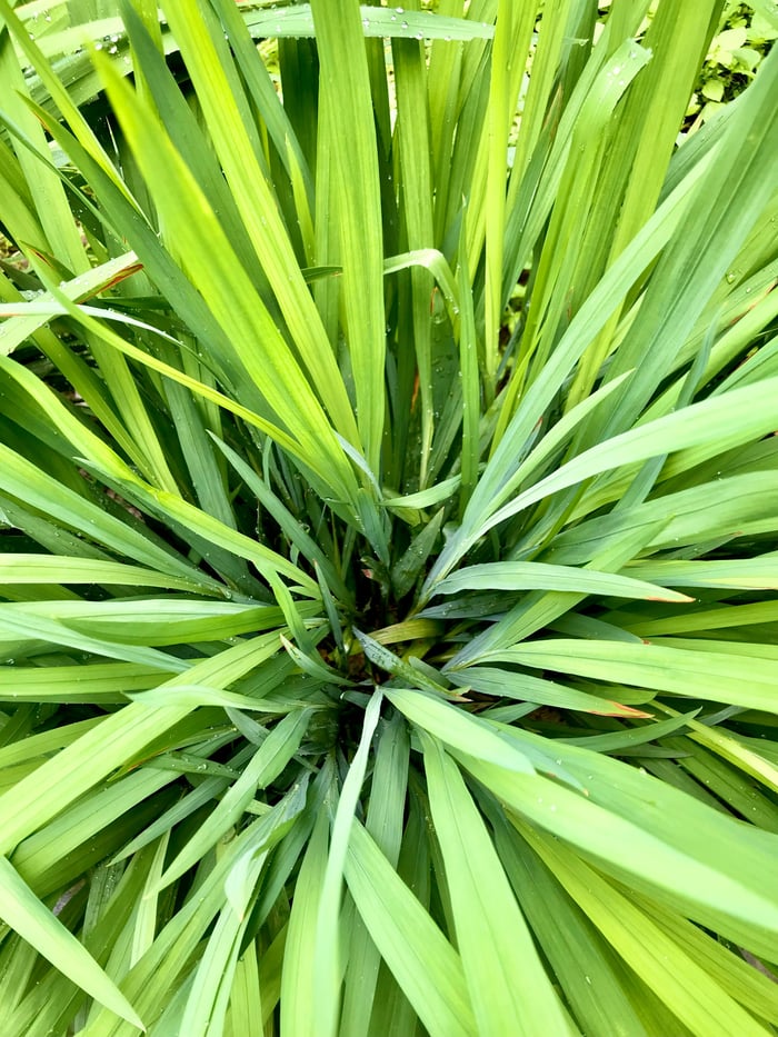 Asian Inspiration Planter image