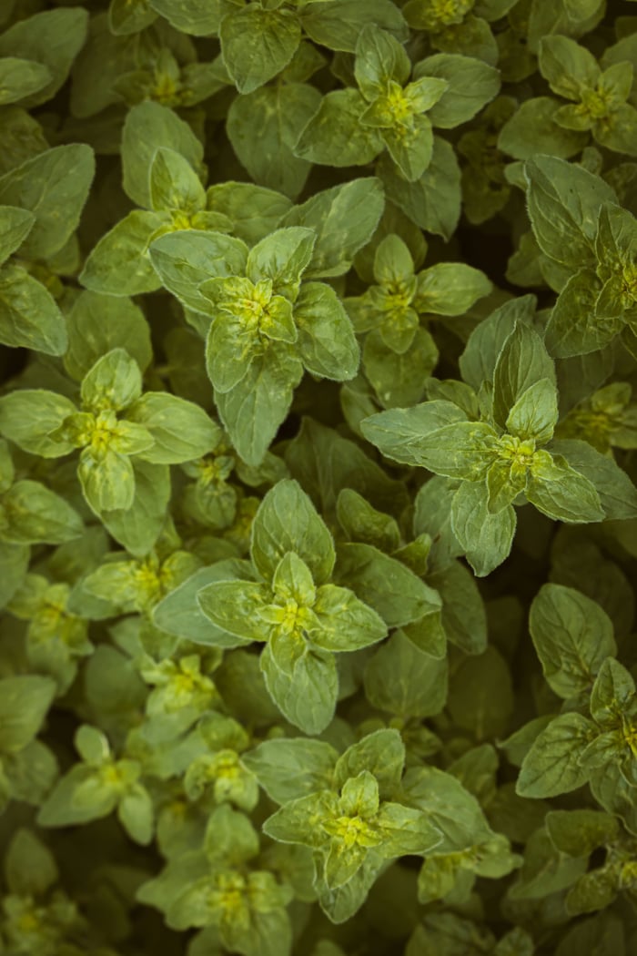 Herbs de Provence image