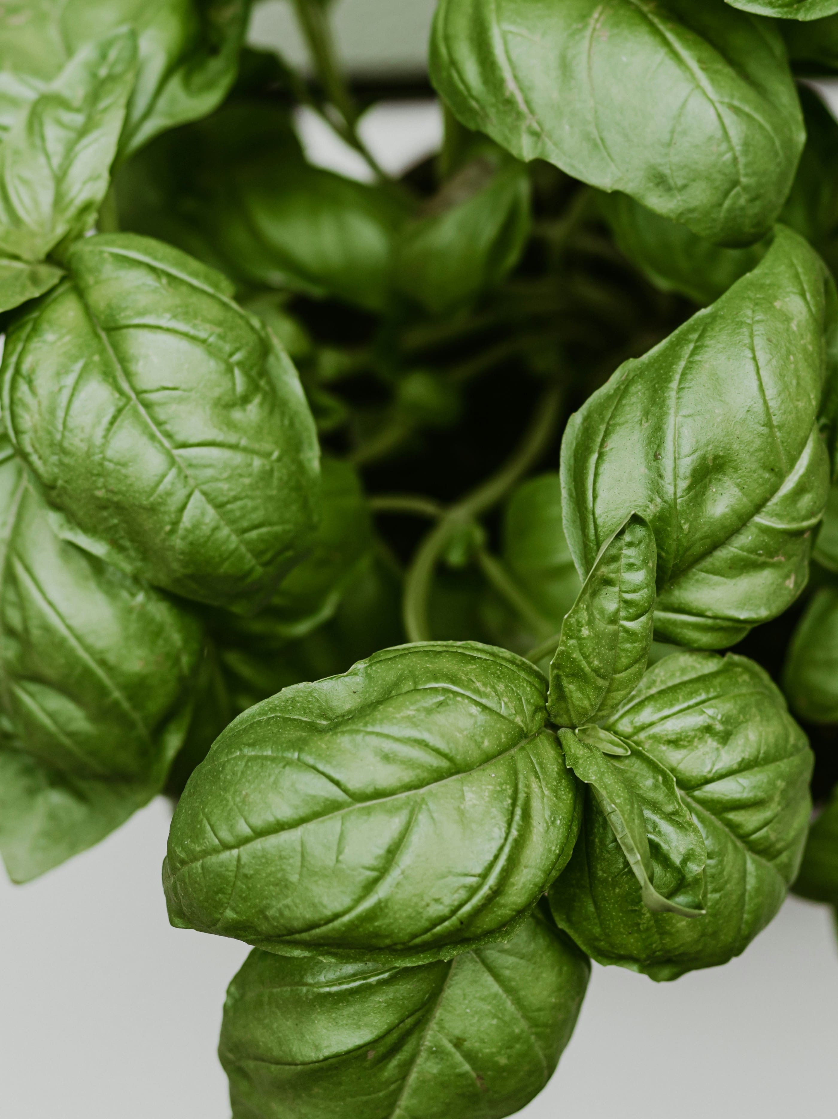 Photo of basil